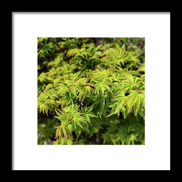 Miyazaki Framed Print featuring the photograph A Green Leaf. by Beautiful Flowers