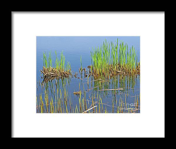 Spring Framed Print featuring the photograph A Greening Marshland by Ann Horn