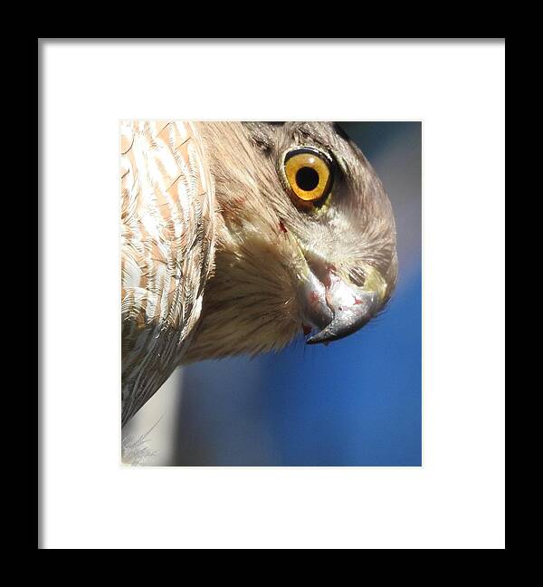 Birds Framed Print featuring the photograph A Hawk's Perspective by Jan Gelders