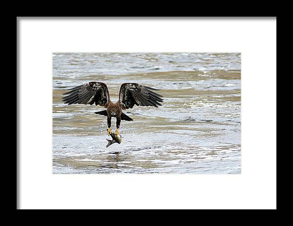 Bald Eagle Framed Print featuring the photograph A Heavy Meal by Brook Burling