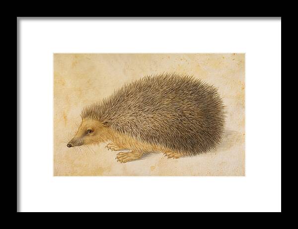 Hans Hoffmann Framed Print featuring the painting A Hedgehog by Hans Hoffmann