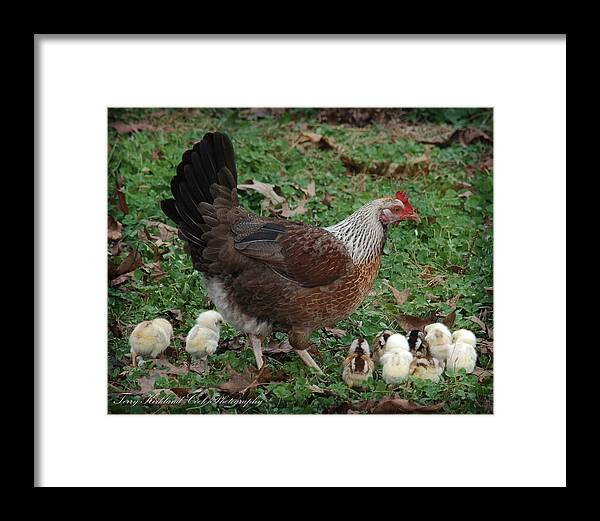 Wildlife Framed Print featuring the photograph A Hen and her Chicks by Terry Kirkland Cook