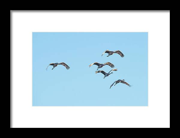 Crane Framed Print featuring the photograph A Herd Of Sand Hill Cranes by Paul Freidlund