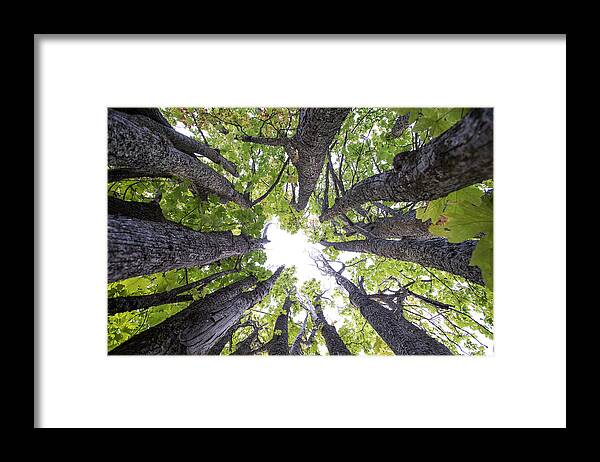 Trees Framed Print featuring the photograph A hole in the trees by Matt McDonald