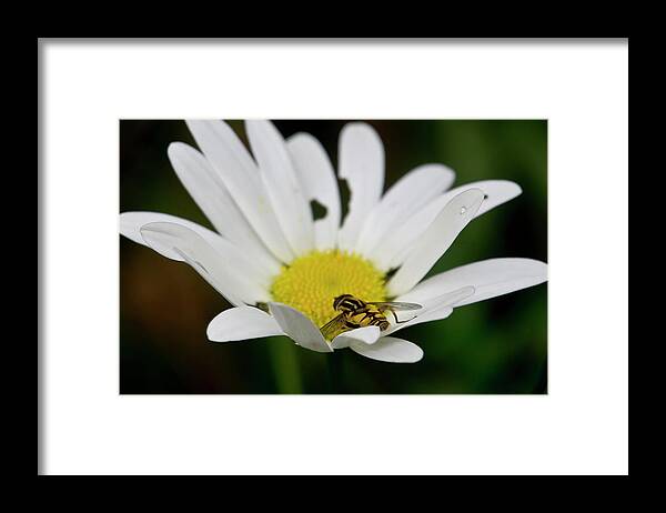 Nature Framed Print featuring the photograph A Hoverfly and a Daisy by Elena Perelman