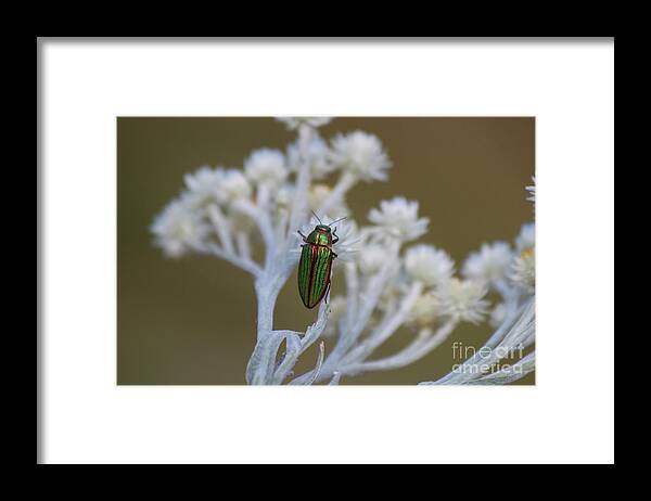 Buprestidae Framed Print featuring the photograph A Jewel by Tracey Levine