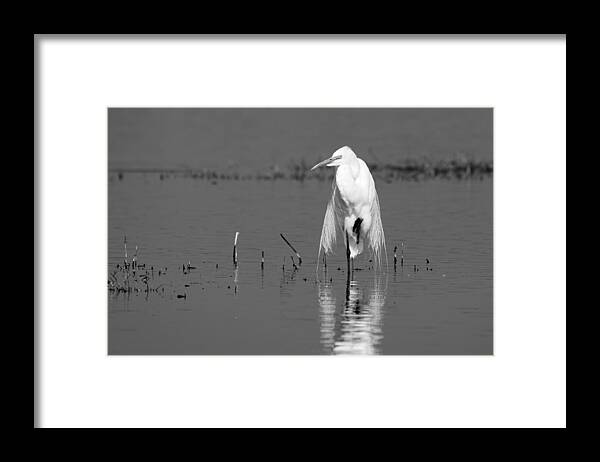 Elegance Framed Print featuring the photograph Elegance -- Great Egret in Merced National Wildlife Refuge, California by Darin Volpe