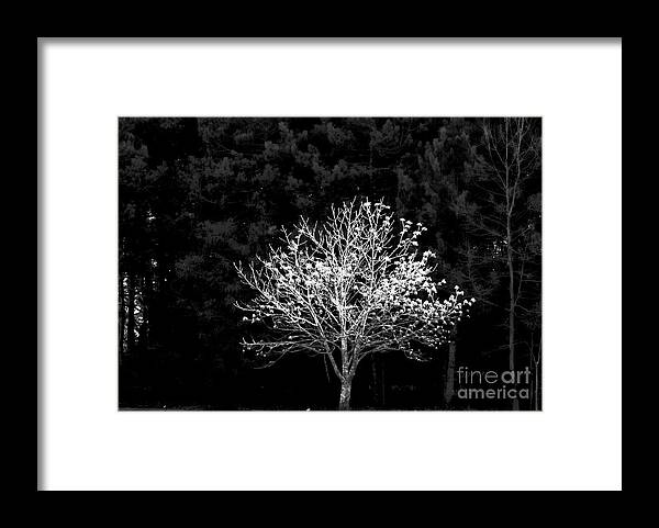 Marcia Lee Jones Framed Print featuring the photograph A Light In The Forest by Marcia Lee Jones