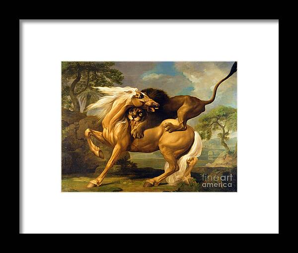 Lion Framed Print featuring the painting A Lion Attacking a Horse by George Stubbs