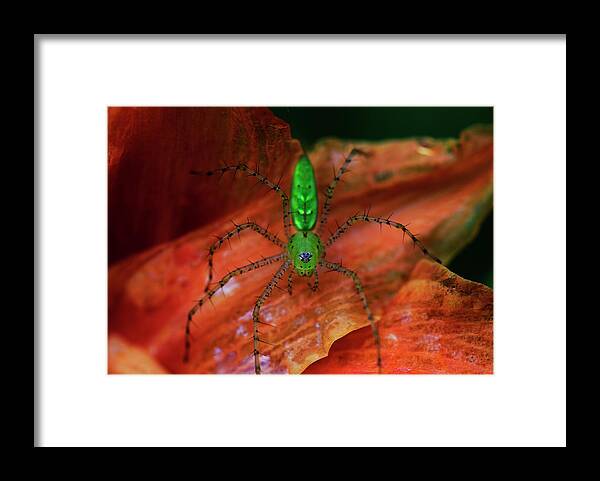 Spider Framed Print featuring the photograph A Little Creepy Crawler by Mike Eingle