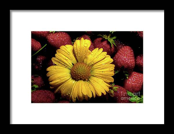 Daisy Framed Print featuring the photograph A Little Sunshine In The Morning by Michael Eingle