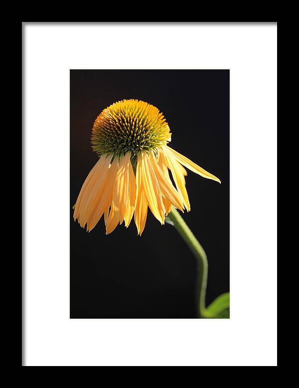 Plush Framed Print featuring the photograph A Little Twisted by Tammy Pool