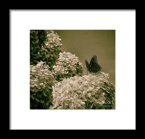 Monarch Framed Print featuring the photograph A Living Monarch by Steven Digman