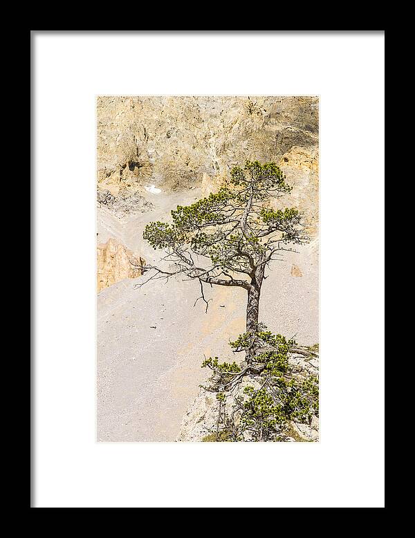 Tree Framed Print featuring the photograph A lonely pine - 1 by Paul MAURICE