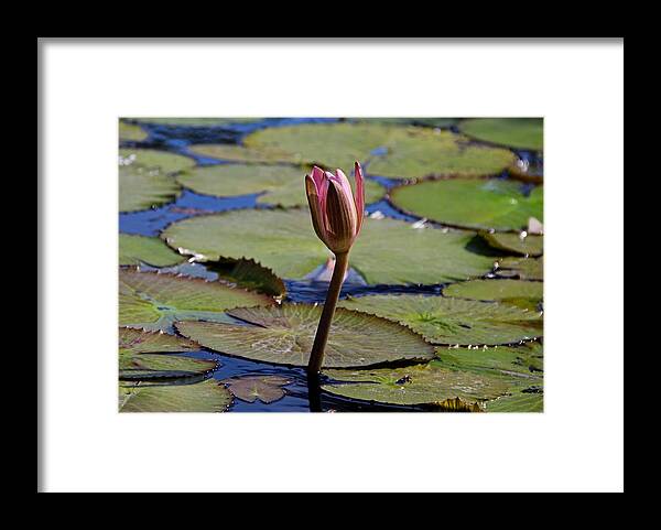 Water Lily Framed Print featuring the photograph A Lonely Vigil by Michiale Schneider