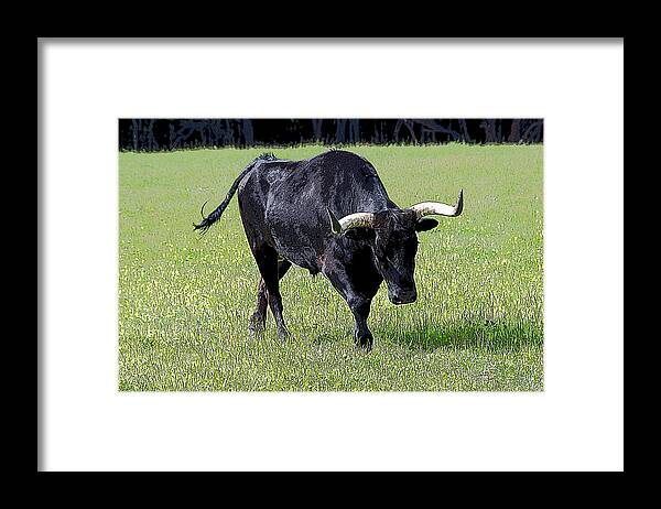 Agriculture Framed Print featuring the photograph A Longhorn Steer by Debra Baldwin