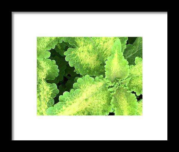Plant Framed Print featuring the photograph A Look Inside by Jacklyn Duryea Fraizer