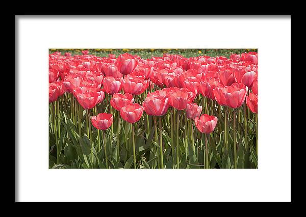 Tulip Framed Print featuring the photograph A lot of red tulips by Tim Abeln