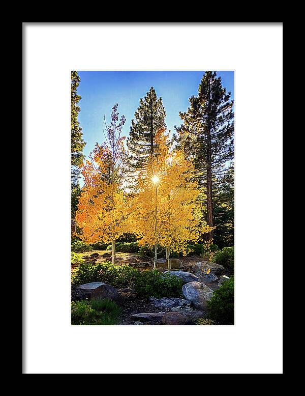 Autumn Framed Print featuring the photograph Aspen Colors by Maria Coulson
