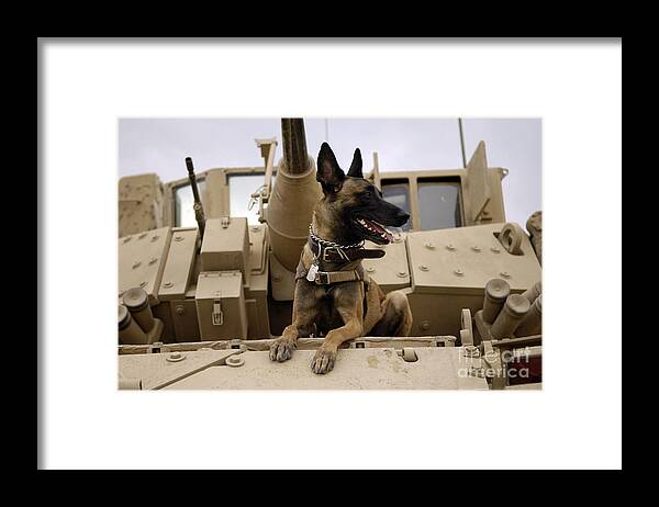 Color Image Framed Print featuring the photograph A Military Working Dog Sits On A U.s by Stocktrek Images