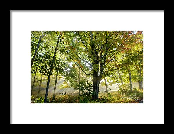Misty Framed Print featuring the photograph A Misty Fall Morning by Alana Ranney