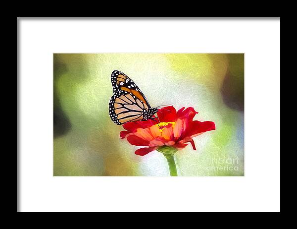 Nature Framed Print featuring the photograph A Monarch Moment by Sharon McConnell