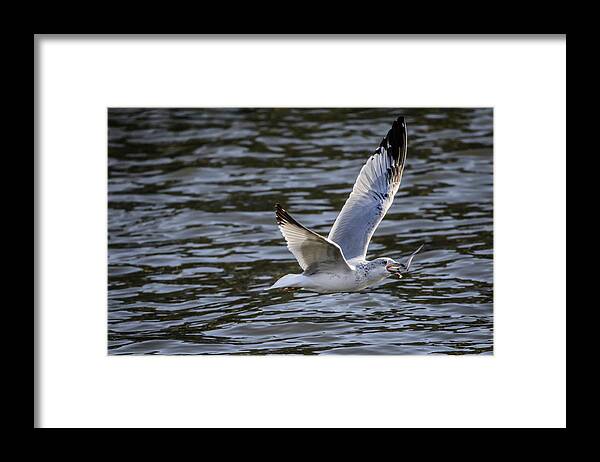 Ring Billed Seagull Framed Print featuring the photograph A Mouth Full by Ray Congrove