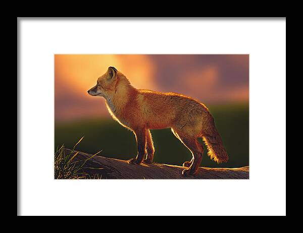 Animal Framed Print featuring the photograph A New Day Dawning by Brian Cross