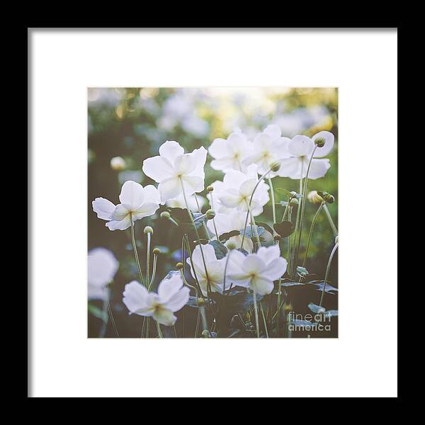 Photography; Ivy Ho; Angsanaseeds; Photograph; Flowers; Floral; Flora; Royal Garden; White Anemones Framed Print featuring the photograph A New Day by Ivy Ho