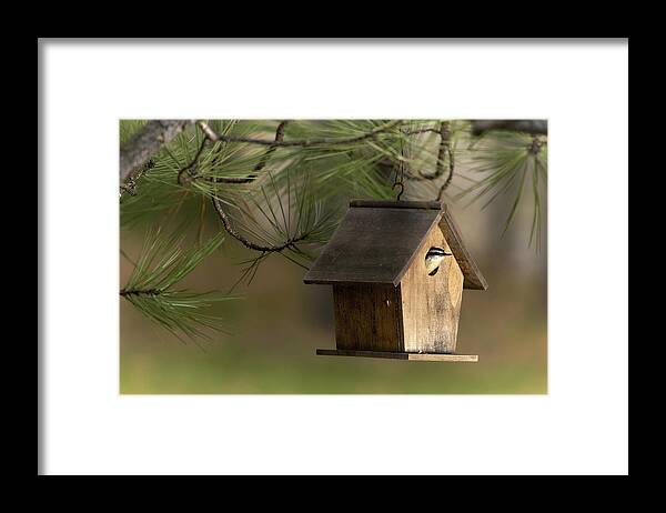Bird Framed Print featuring the photograph A New Occupant by Loni Collins