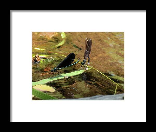 Damselfly Framed Print featuring the photograph A pair alight by Azthet Photography