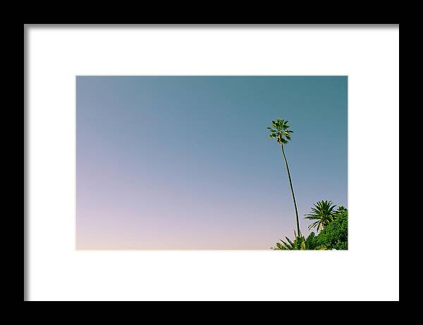 Palm Tree Framed Print featuring the photograph A Palm on its Own by Matthew Wolf