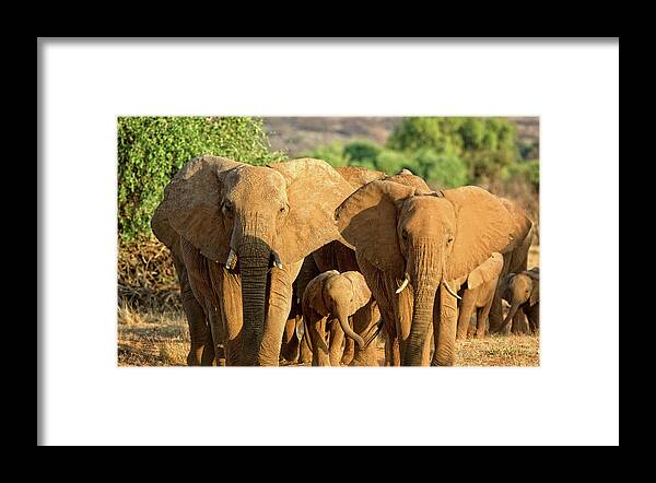 Elephants Framed Print featuring the photograph A Parade of Elephants by Steven Upton