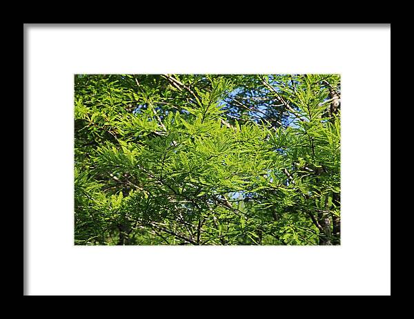 Green Framed Print featuring the photograph A Peace of Green by Michiale Schneider