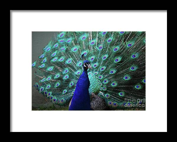 Peacock Framed Print featuring the photograph A Peacock with His Feather's Expanded by DejaVu Designs