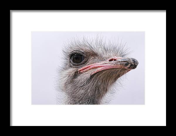 Ostrich Framed Print featuring the photograph A Penny For Your Thoughts by Becky Titus