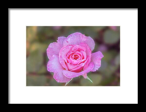 Rose Framed Print featuring the photograph A pink rose kissed by morning dew. by Usha Peddamatham