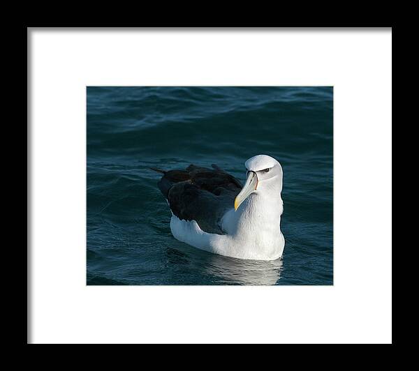 Albatross Framed Print featuring the photograph A portrait of an Albatross by Usha Peddamatham