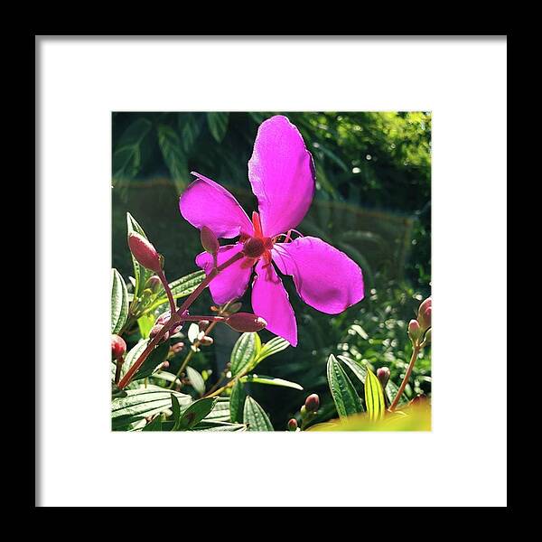Purpleflower Framed Print featuring the photograph A Purple Flower #2 by Beautiful Flowers