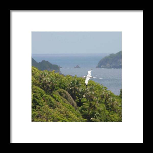 Tropicbird Framed Print featuring the photograph A Red-billed Tropicbird (phaethon by John Edwards