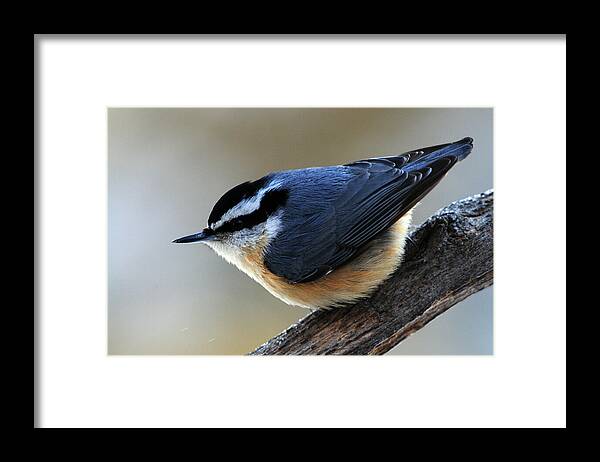 Red-breasted Nuthatch Framed Print featuring the photograph A Red-breasted Nuthatch by Mike Martin
