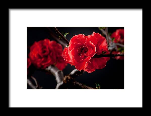 Red Framed Print featuring the photograph A Red Flower by Catherine Lau