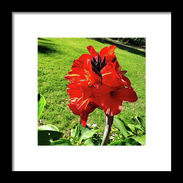 Bigflower Framed Print featuring the photograph A Red Flower #1 by Beautiful Flowers