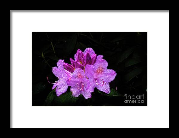 Rhododendron Bush Framed Print featuring the photograph A Rhododendron flower by Dan Friend