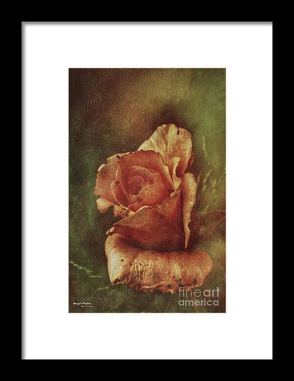 # A Rose From Long Go # Photograph# Texturer #season # Garden# Rosebush#colos#browns# Gold#green # Peach #nature#photonature # Layers # Flower # Boom# Framed # Tote Bag # Weekend Bag # Beach Towels # Canvas# Print# Poster# Battery Case # Phonecase # Duvet Cover # Shower Curtain # T Stirt # Yoga Mat # Blanket #mug#card# Metal #notebook  Framed Print featuring the mixed media A Rose From Long Ago by MaryLee Parker
