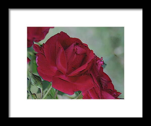 Roses Framed Print featuring the photograph A Rose is A Rose by Cathy Harper