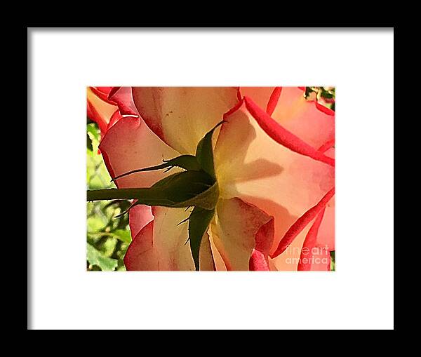Floral Framed Print featuring the photograph A Rosy Perspective by Carol Riddle
