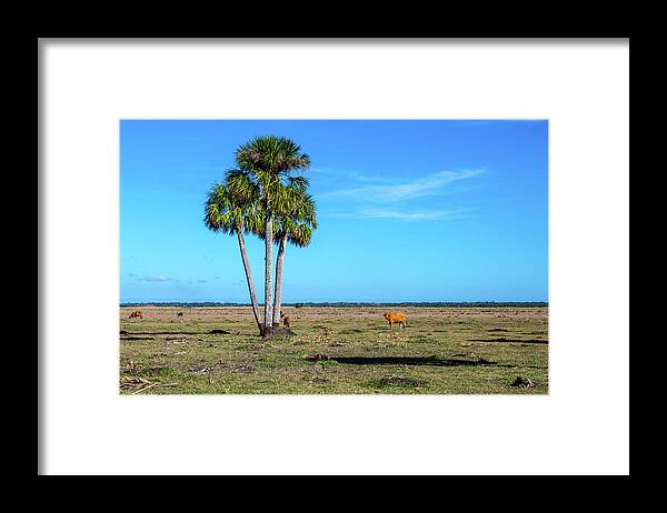 Plant Framed Print featuring the photograph A Sabal Trio by W Chris Fooshee