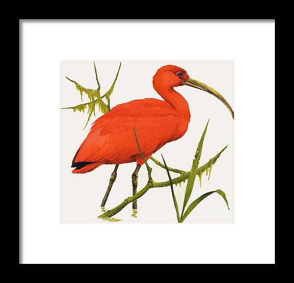 A Scarlet Ibis Framed Print featuring the painting A Scarlet Ibis from South America by Kenneth Lilly