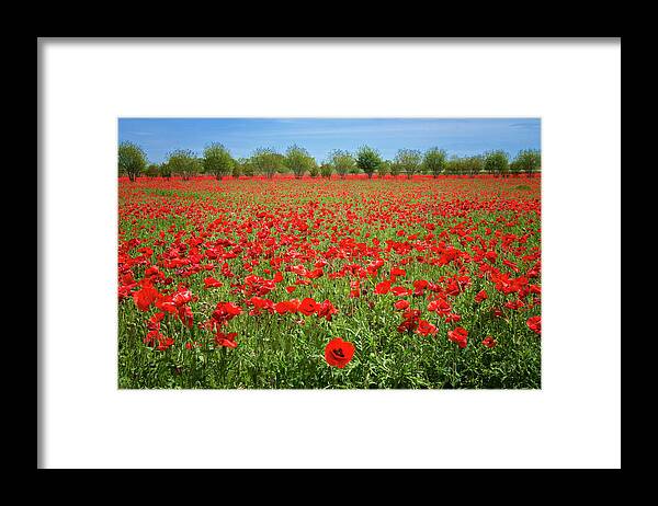 Red Poppies Framed Print featuring the photograph A Sea of Texas Red Corn Poppies by Lynn Bauer